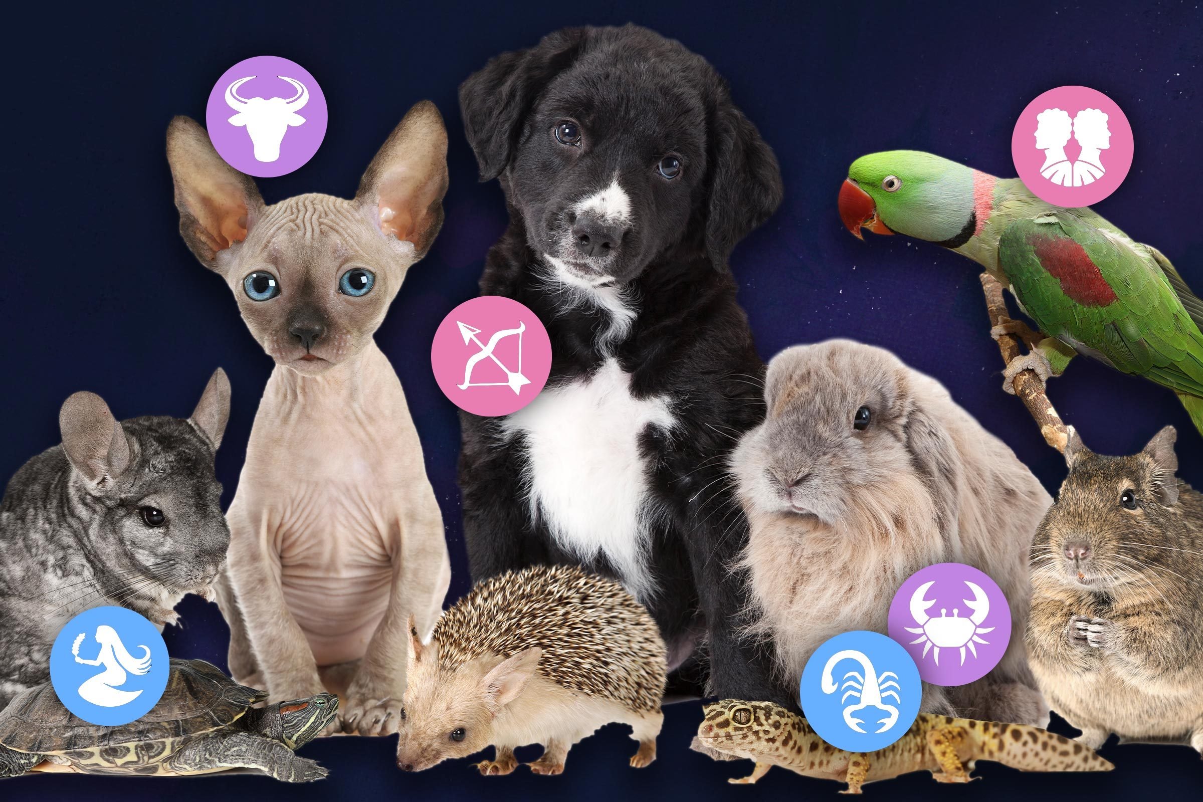 The Best Pet for You, Based on Your Zodiac | Reader's Digest