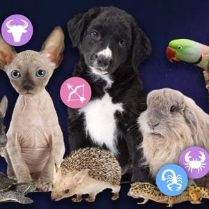 Zodiac pets