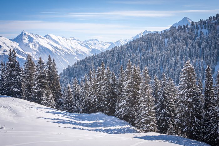 snow-covered firs against the background of the Alps in the ski resort