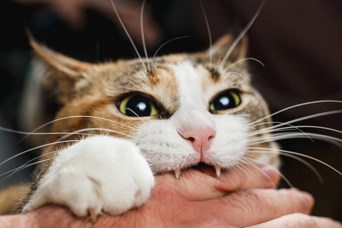 close up of domestic cat biting human hand
