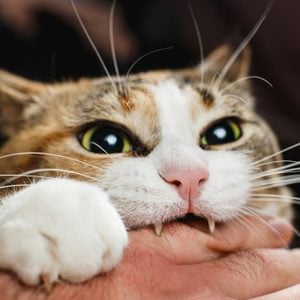 close up of domestic cat biting human hand