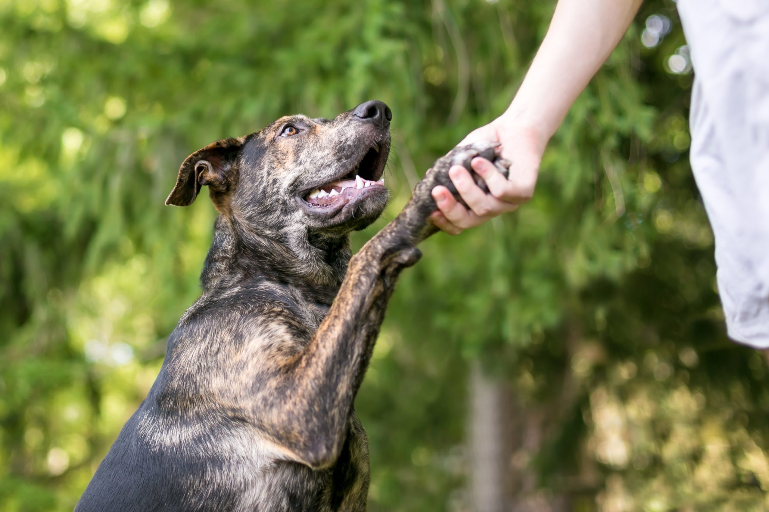 Why Does My Dog Put Paw on Me? | Reader's Digest