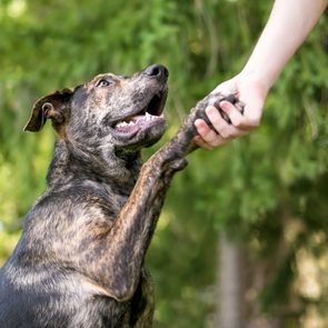A brindle mixed breed dog offering its paw to a person for a handshake