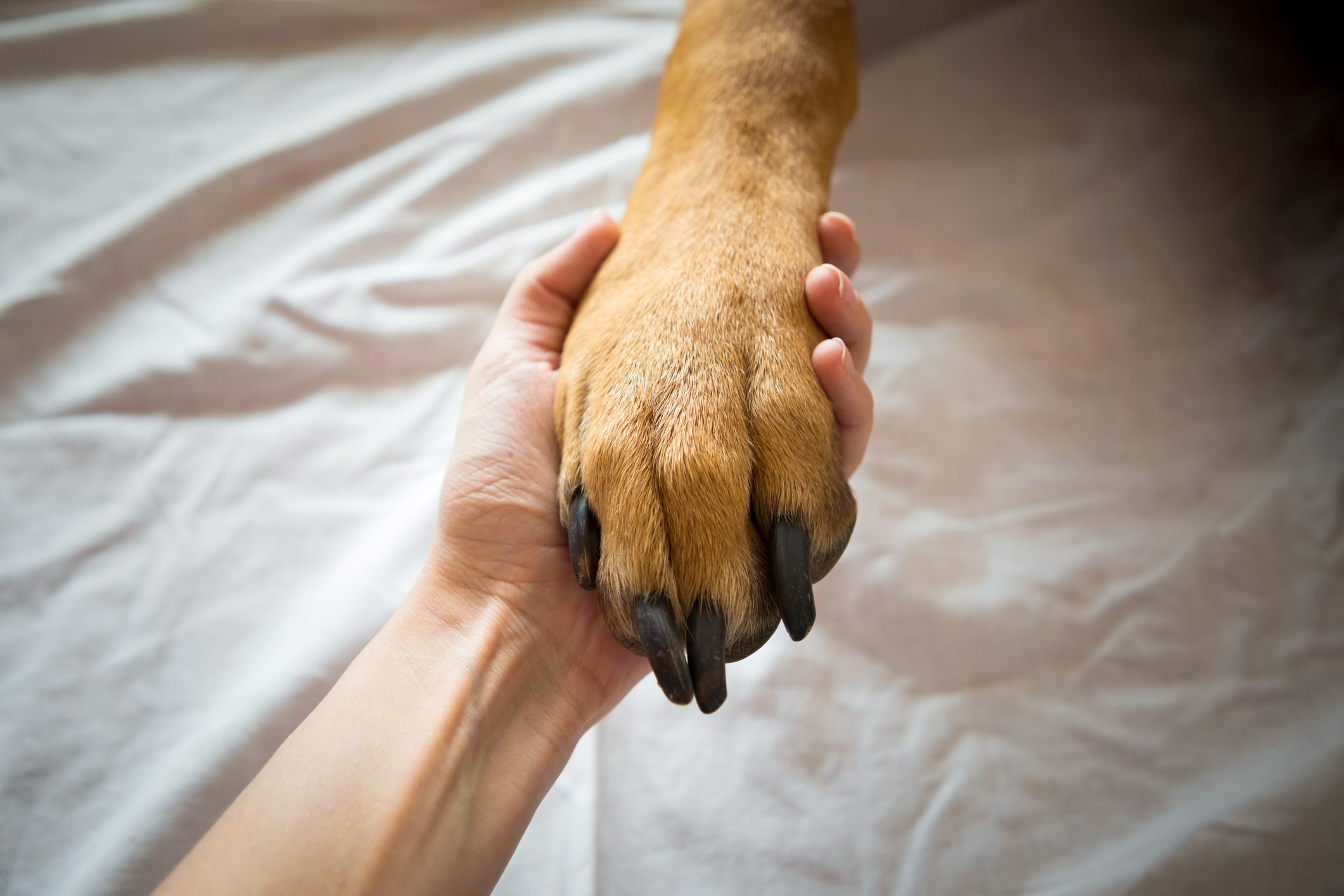 Why Does My Dog Put His Paw on Me? | Reader&039s Digest
