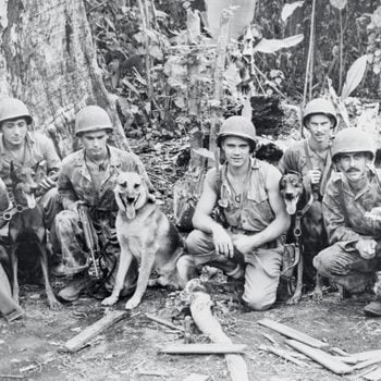 war dogs and their handlers