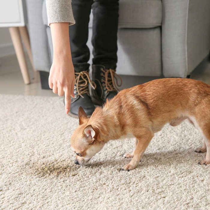 woman pointing to the carpet and dog sniffing spot
