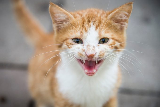 red and white cat shows its teeth