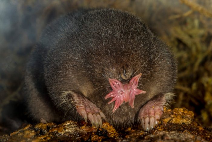 Star-nosed Mole