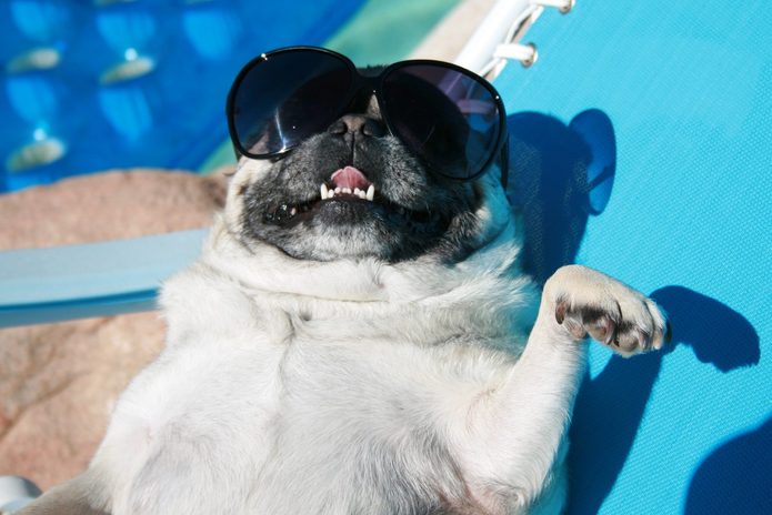 Pug lounging poolside with sunglasses