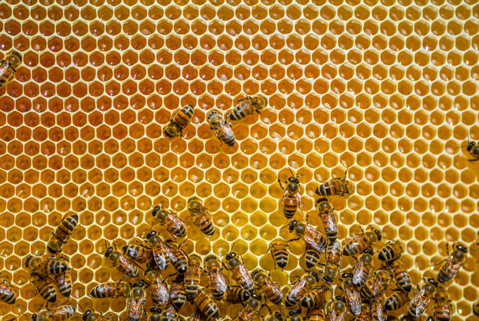 Close-up of honeybees sitting on honeycombs