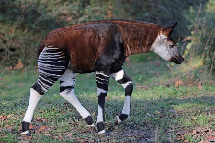 Okapi offspring in Cologne