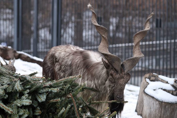 Moscow Zoo accepts unsold fir and pine trees