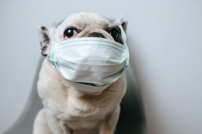 Dog with medical mask
