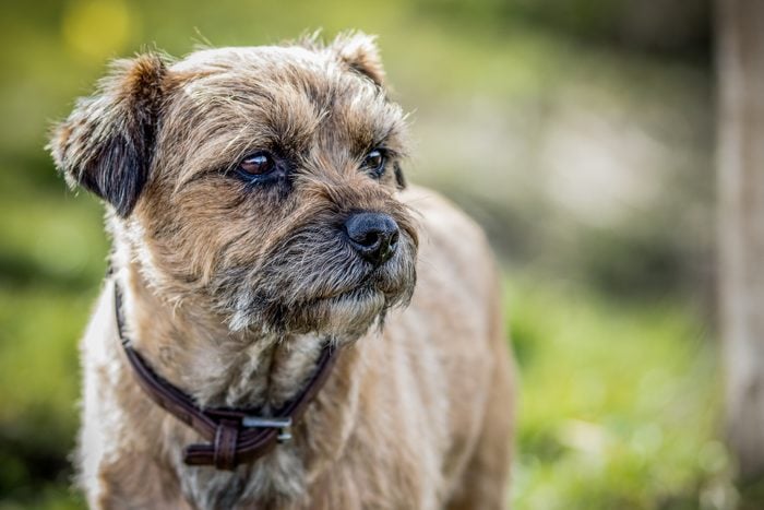 Close up of border terrier outside