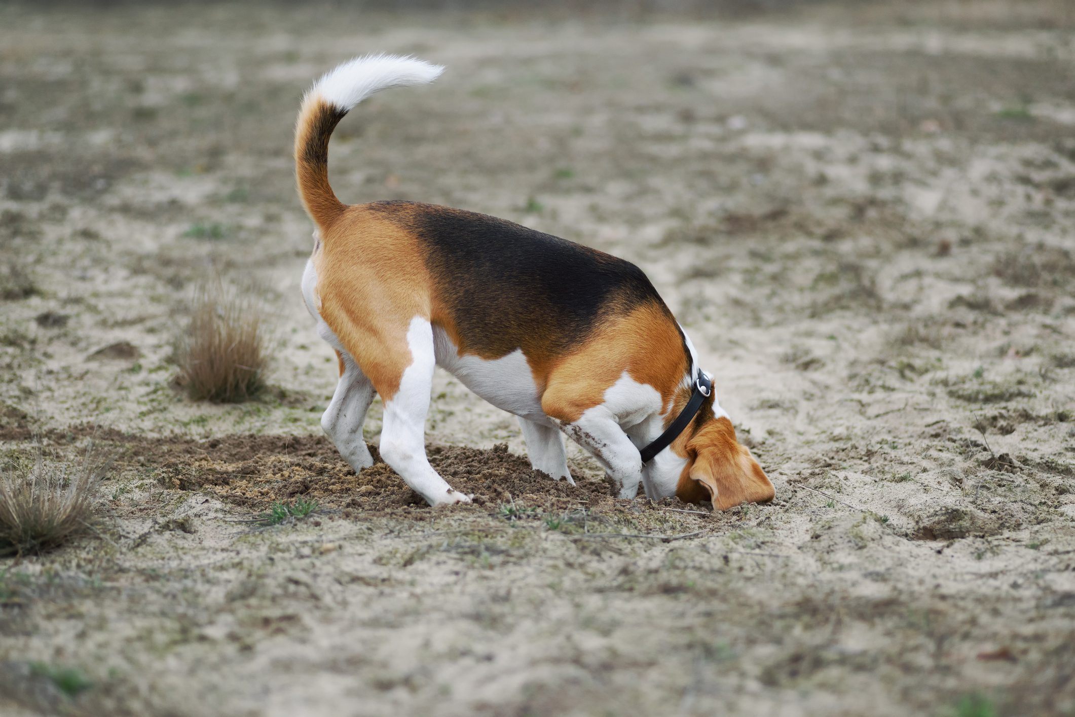 Dog digging