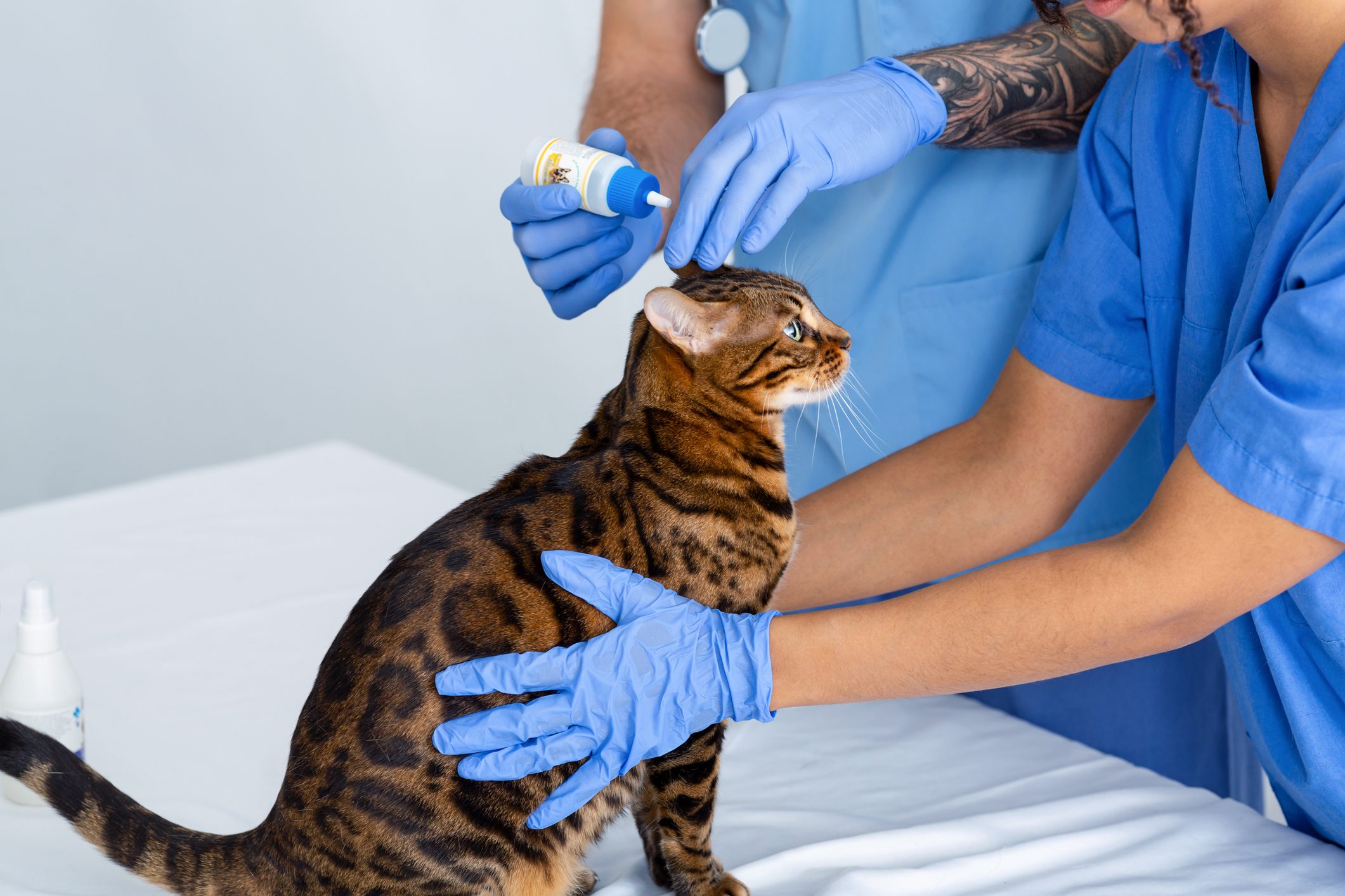 Ear infection treatment for cats. Vet doctors using drops on their patient in animal clinic, close up