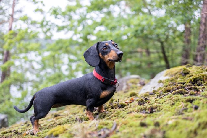 Cute dachshund dog standing in the forest
