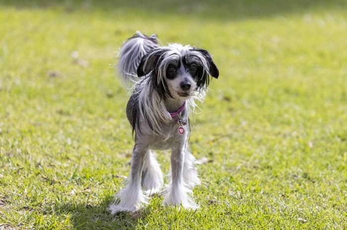 Chinese Crested Dog having fun at the dog park