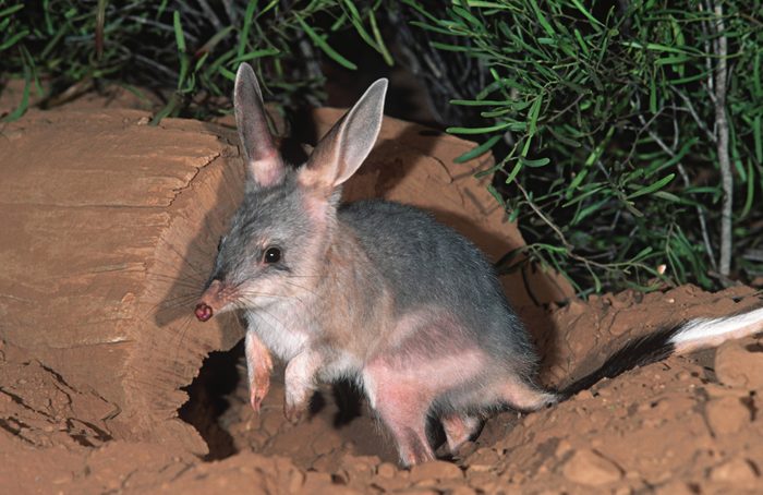 Bilbym Macrotis lagotis. Rabbit-sized marsupial. Endangered. Australia