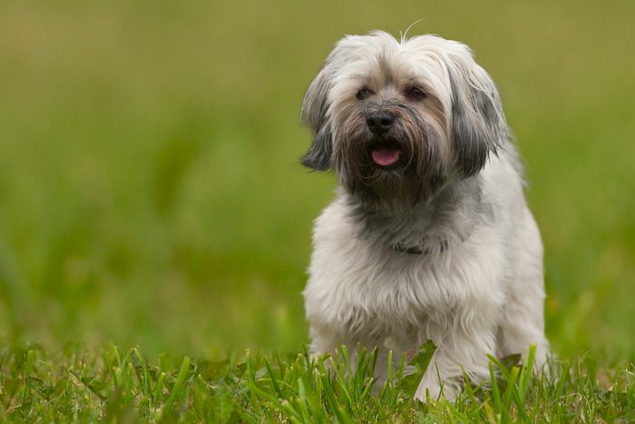 Havanese dog standing in grass outside