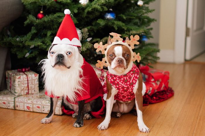 Boston terrier Christmas