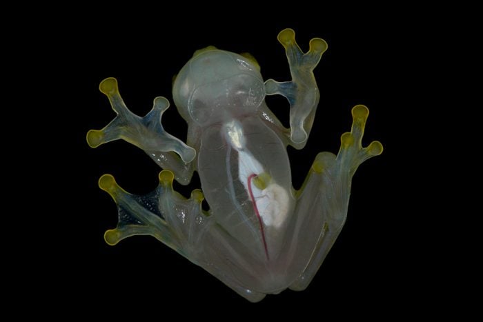 Underside of Glass Frog Showing Internal Organs