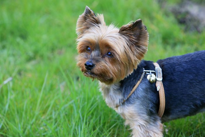 Yorkshire Terrier standing in the grass outside