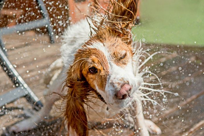 A cocker spaniel dog shaking off water