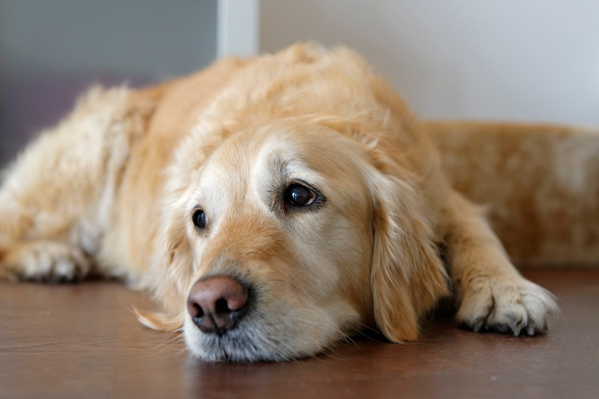 Do Dogs Cry? — How To Know When Your Dog Is Sad