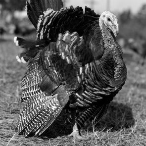 vintage photo of turkey standing in the grass