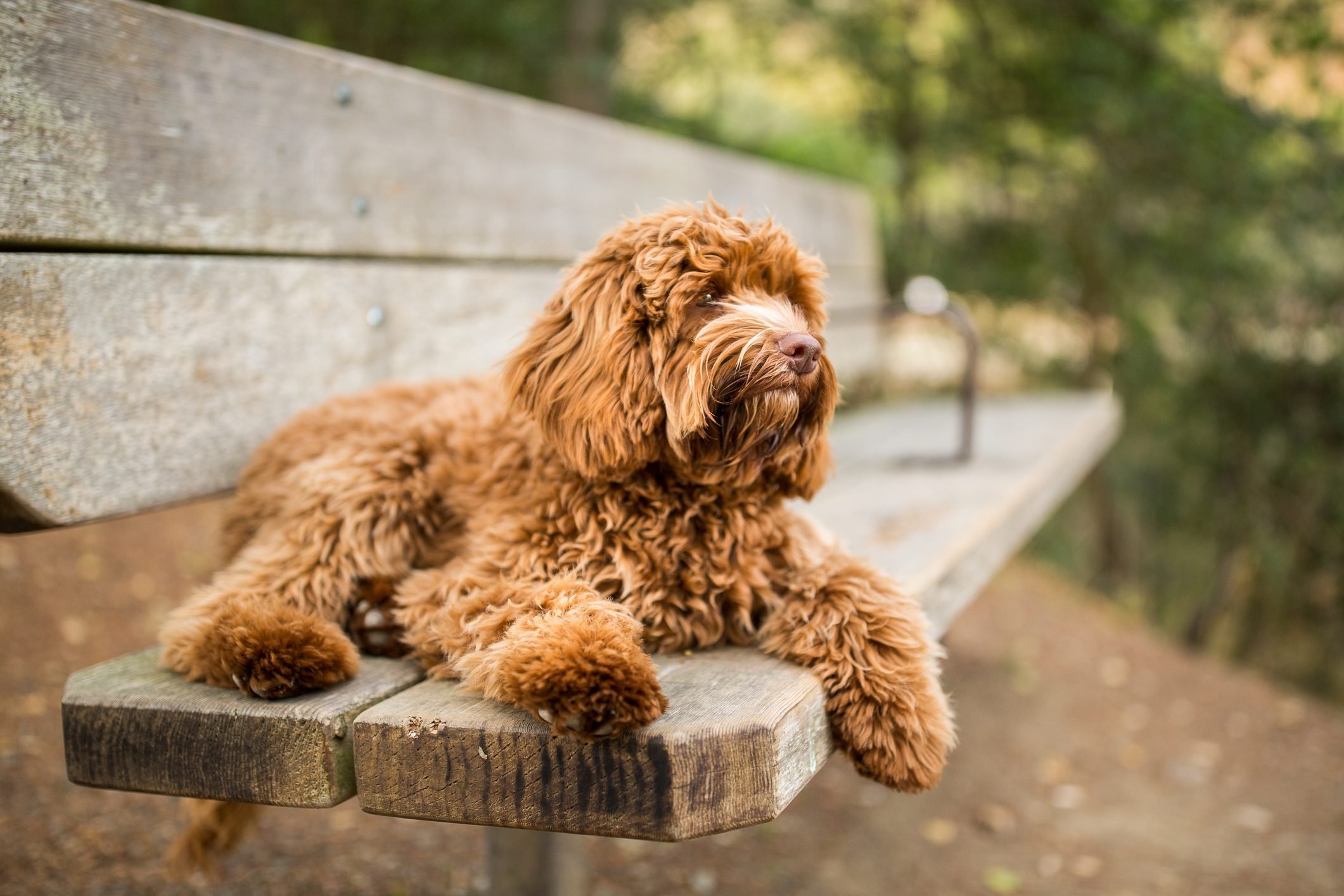 Labradoodle Puppy Relaxing on Park Bench
