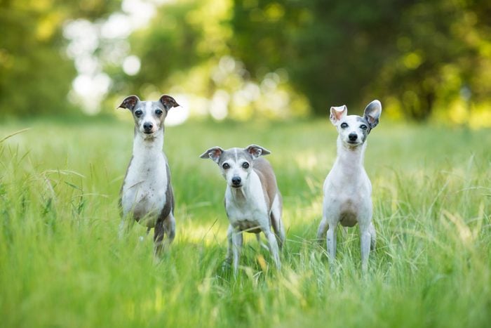 three Italian Greyhound Dogs standing in tall grass outdoors