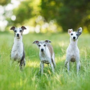 three Italian Greyhound Dogs standing in tall grass outdoors