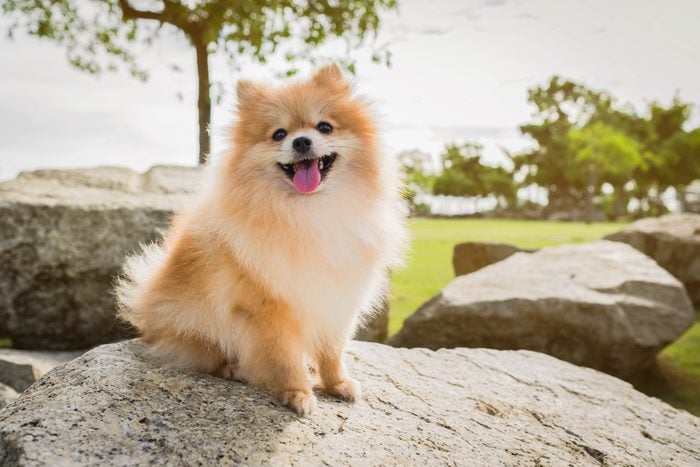 Pomeranian dog sitting on rock outside in the sun