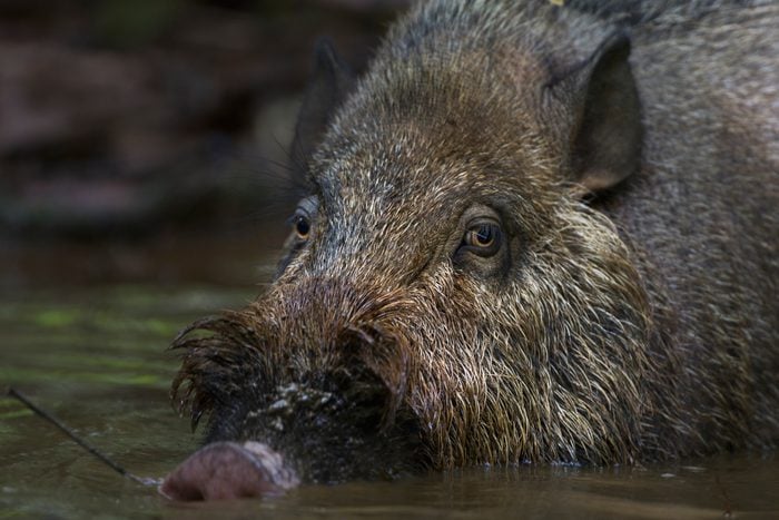 Bearded pig wallowing in a pool of water