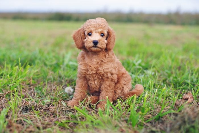 Cute red Toy Poodle puppy sitting outdoors on green grass