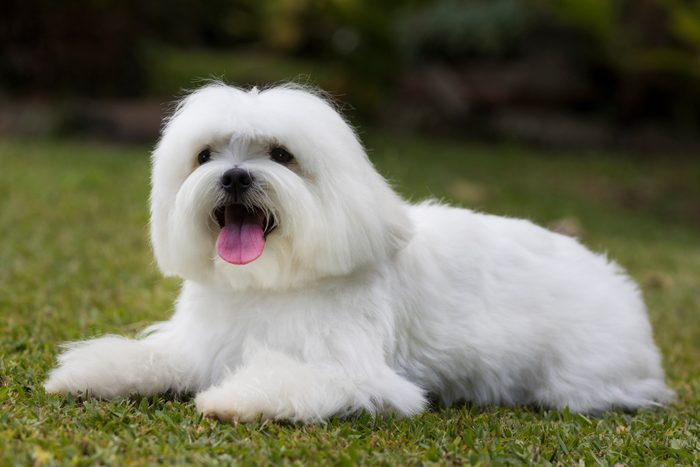 maltese dog sitting on grass outside