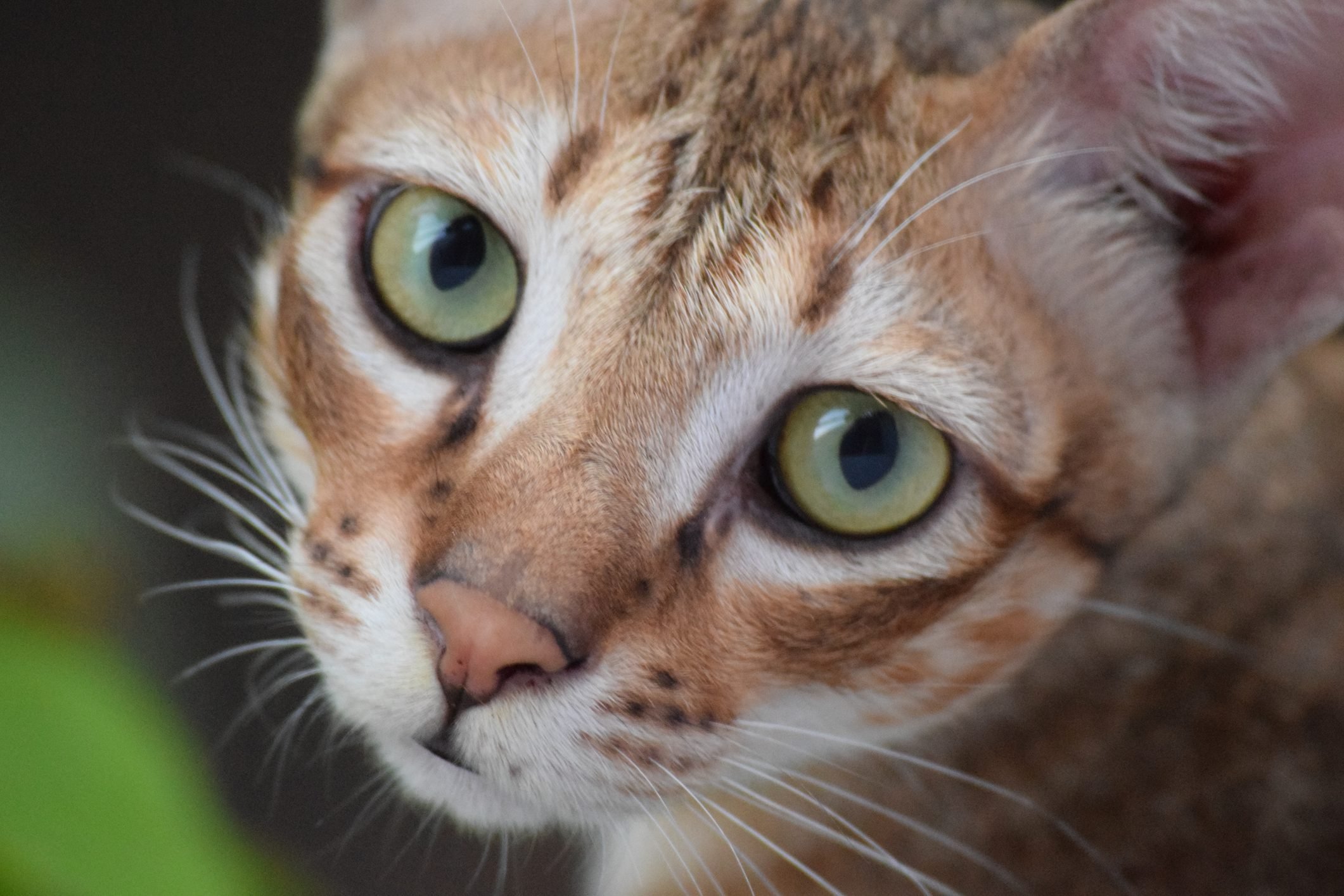Close-Up Of Cat