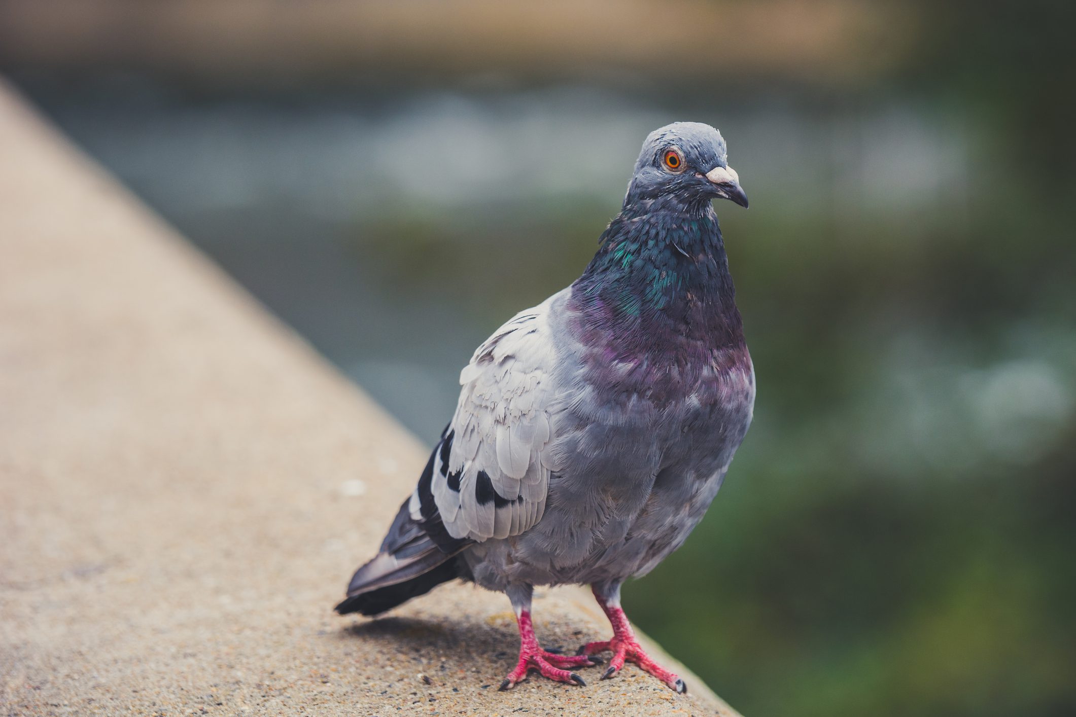 Close-Up Of Pigeon Perching Outdoors
