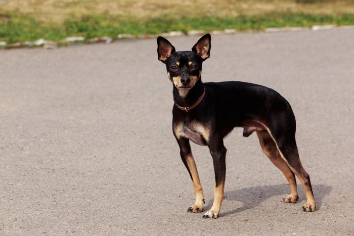 Manchester Toy Terrier standing on pavement outside