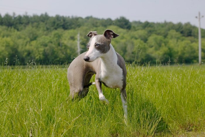 Italian Greyhound dog running outside