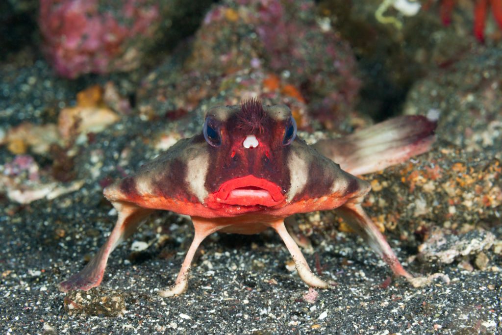Red-lipped Batfish, Ogcocephalus darwini, Cabo Douglas, Fernandina Island, Galapagos, Ecuador