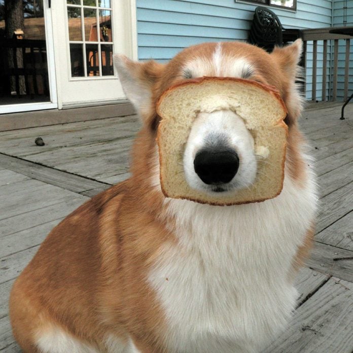 Close-Up Of Dog With Bread On Porch
