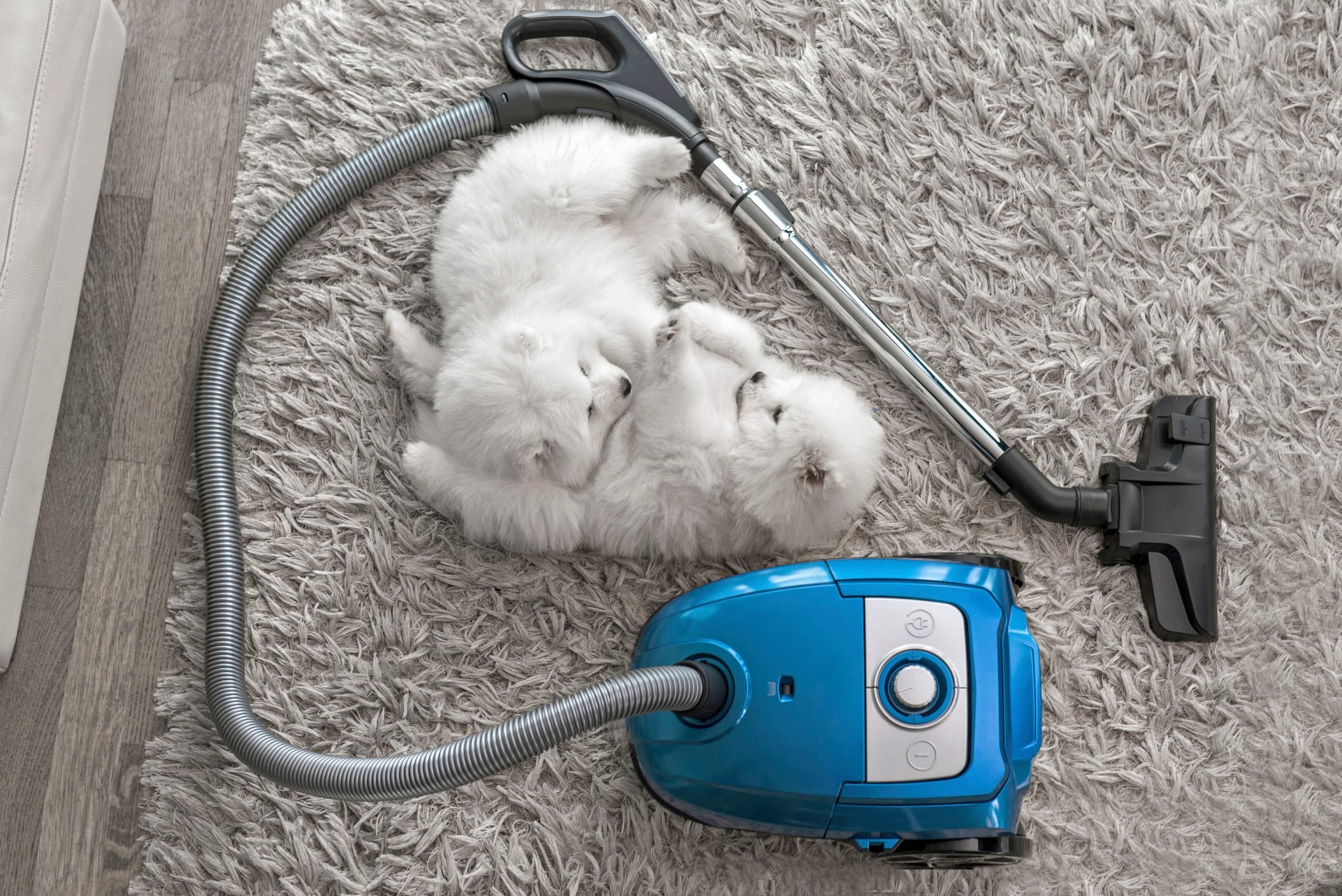 Fluffy white dogs laying on shag carpet near vacuum