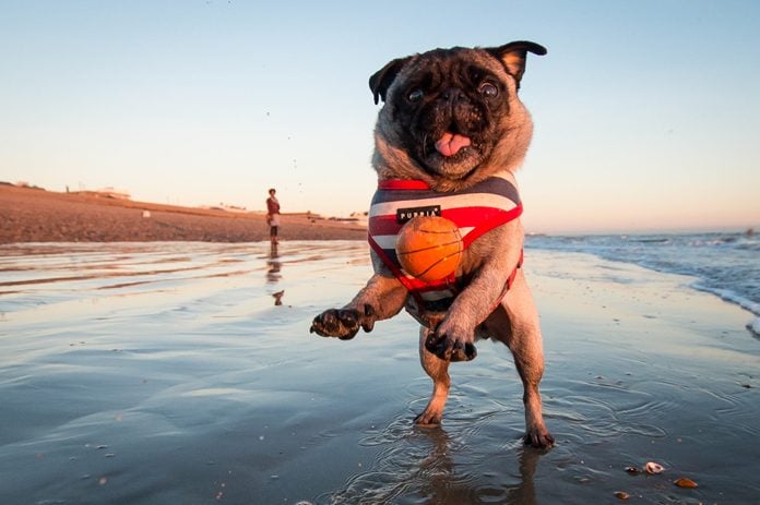A jumping Pug at the beach