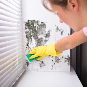 Woman Cleaning Mold From Wall