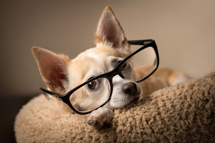 Chihuahua wearing reading glasses