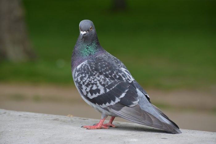 Close-Up Of Pigeon Perching On Retaining Wall