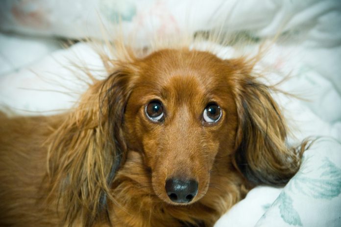 Long haired dachshund with static electricity