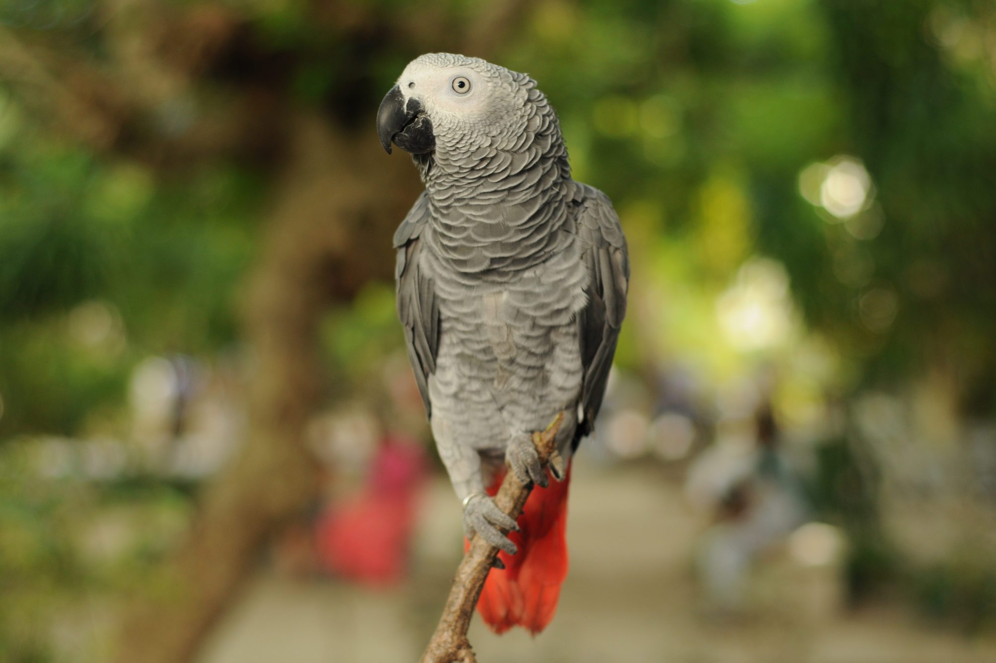 Africangrey (Parrot)